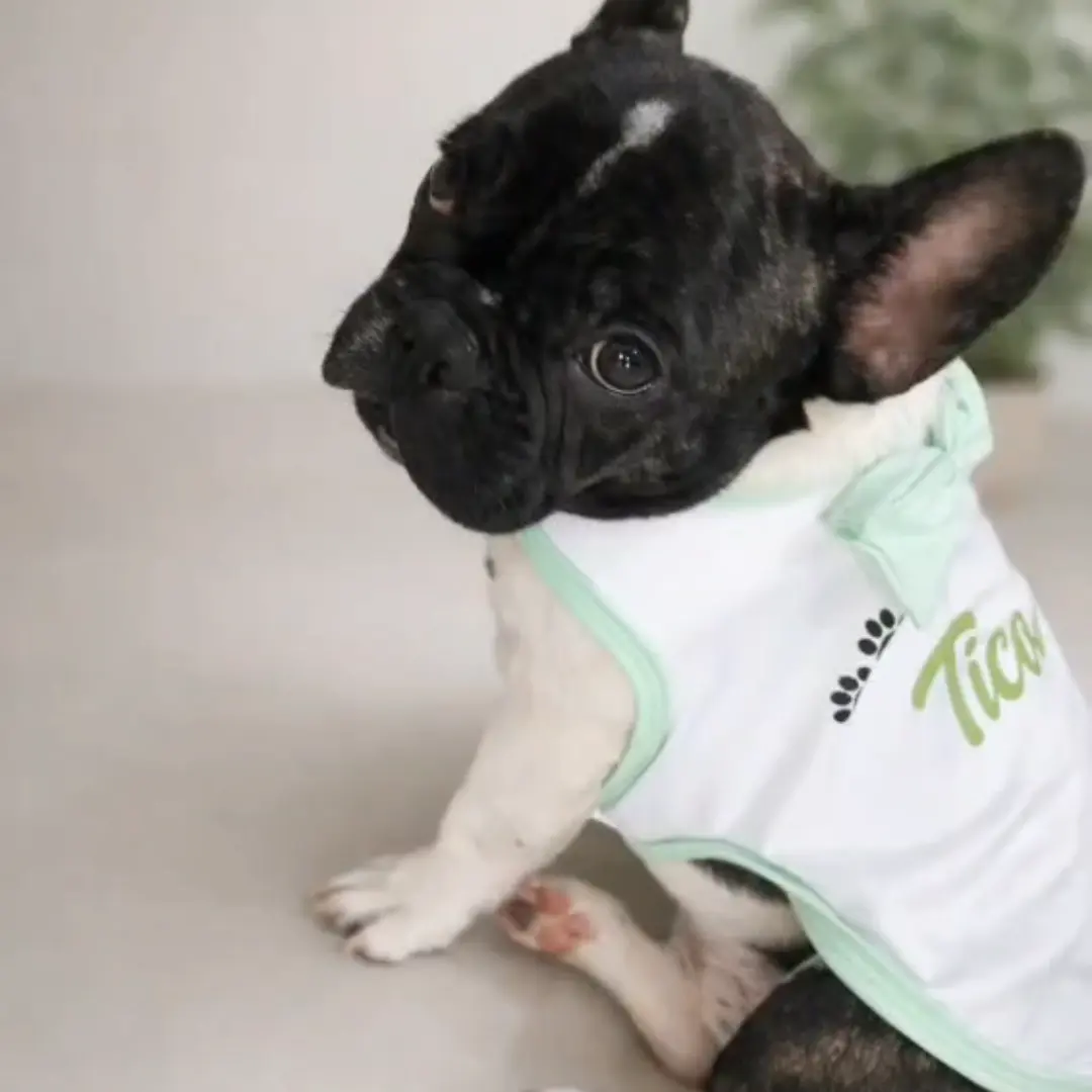 Roupinha pet personalizada com nome — foto 2